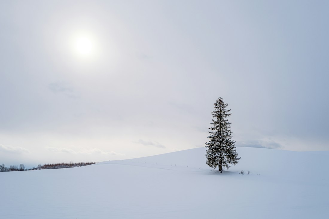 A snow-covered hill with a single fir tree in Hokkaido