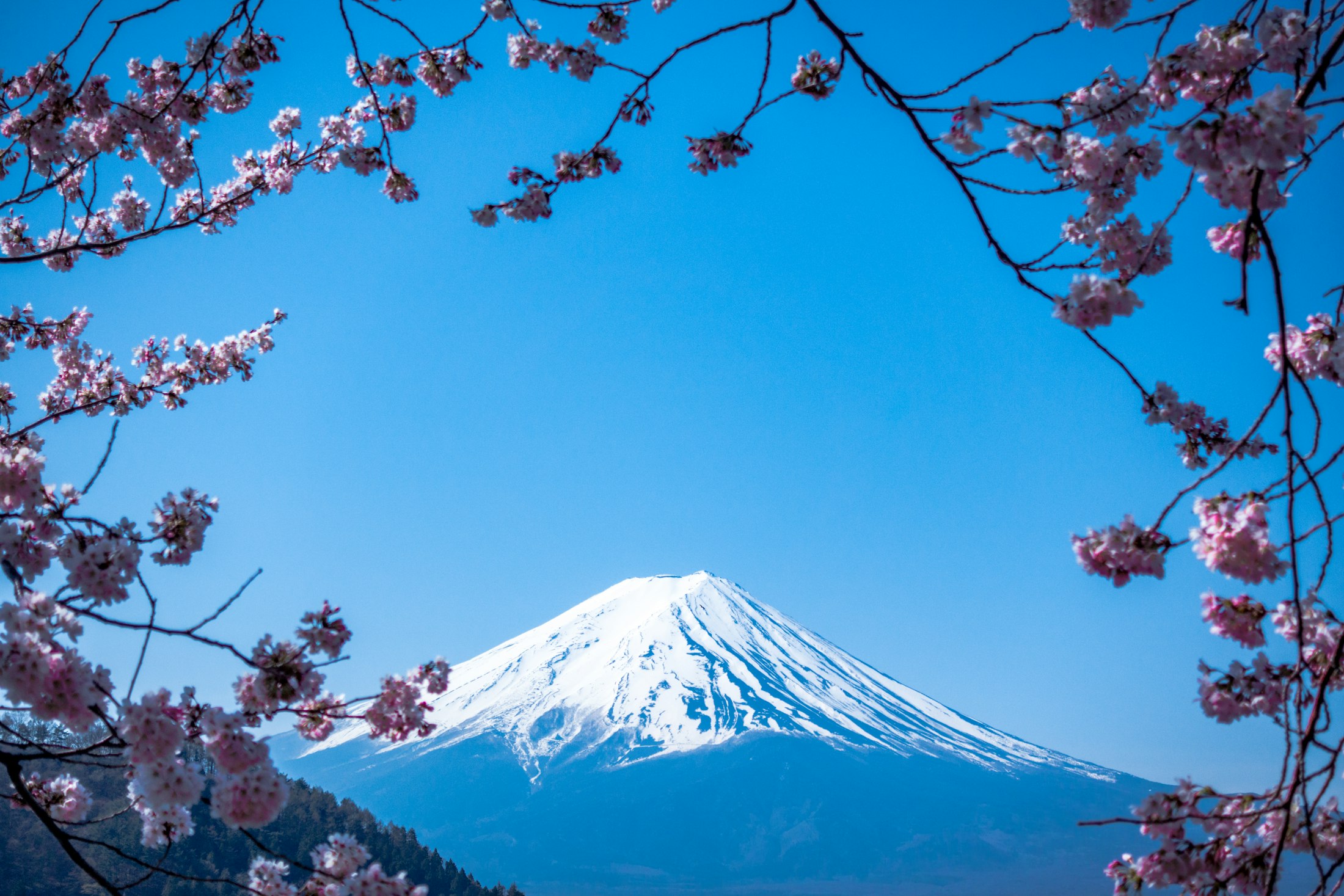 Mount Fuji in spring